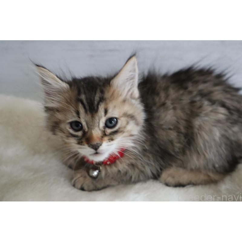 販売中の長野県のピクシーボブ-137967