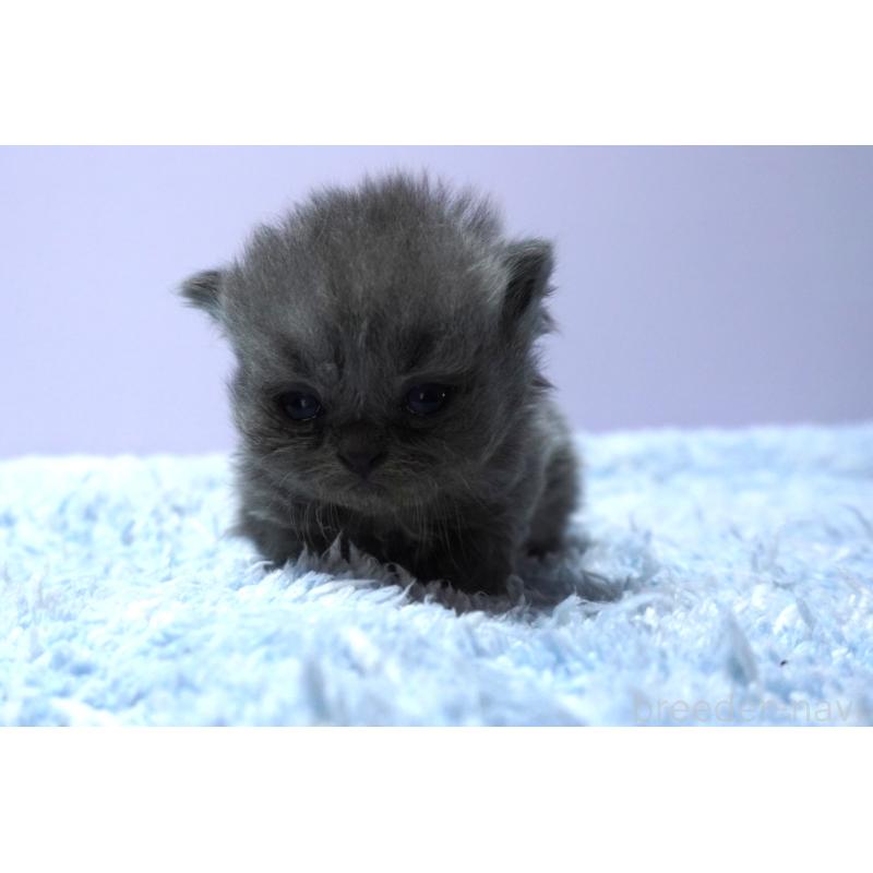 販売中の群馬県のミヌエット(短足)-139547の4枚目