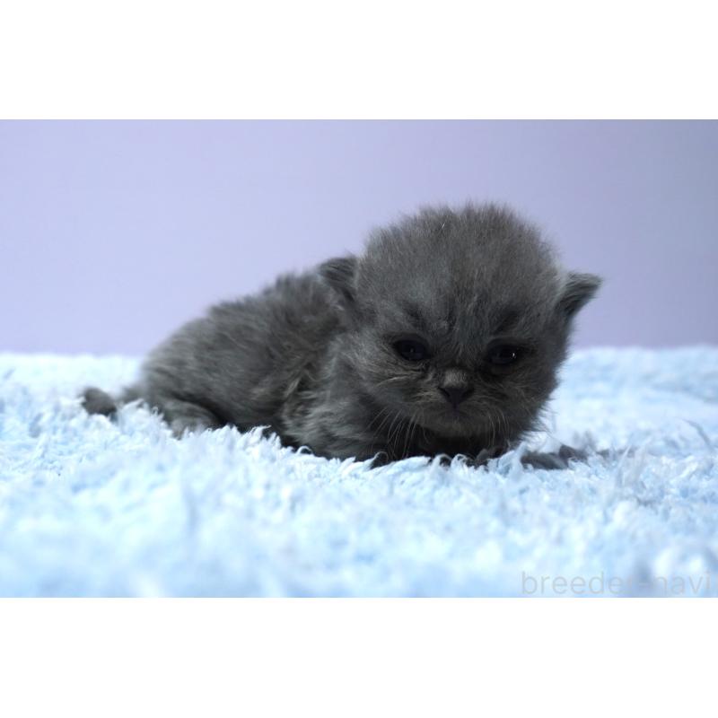 販売中の群馬県のミヌエット(短足)-139547の3枚目