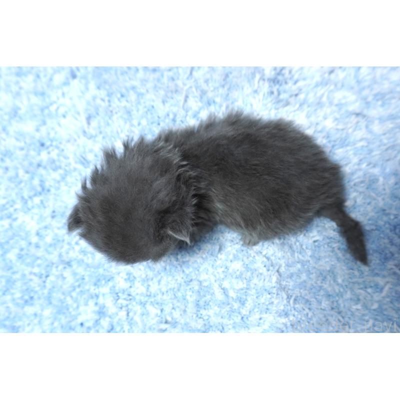 販売中の群馬県のミヌエット(短足)-139547の2枚目