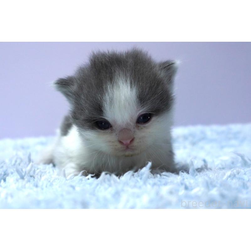 販売中の群馬県のミヌエット(短足)-139548の5枚目