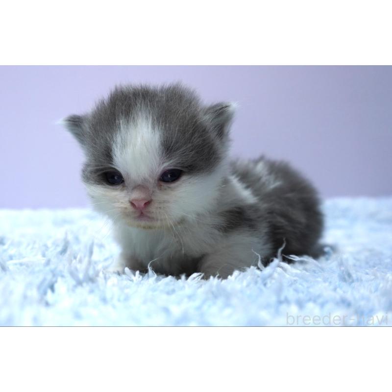 販売中の群馬県のミヌエット(短足)-139548の4枚目