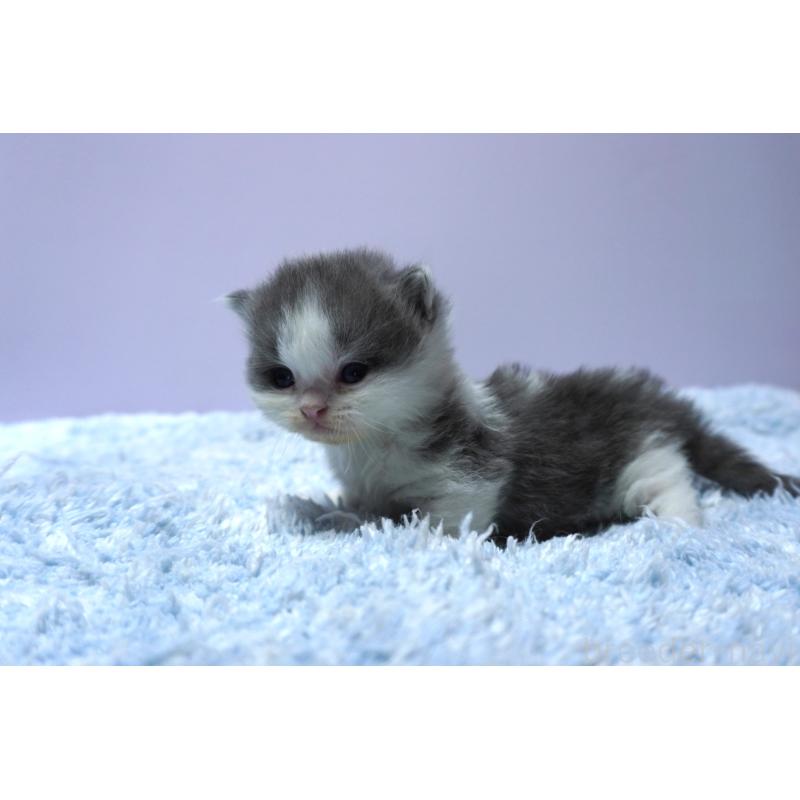 販売中の群馬県のミヌエット(短足)-139548の3枚目