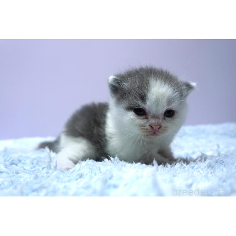 販売中の群馬県のミヌエット-139549