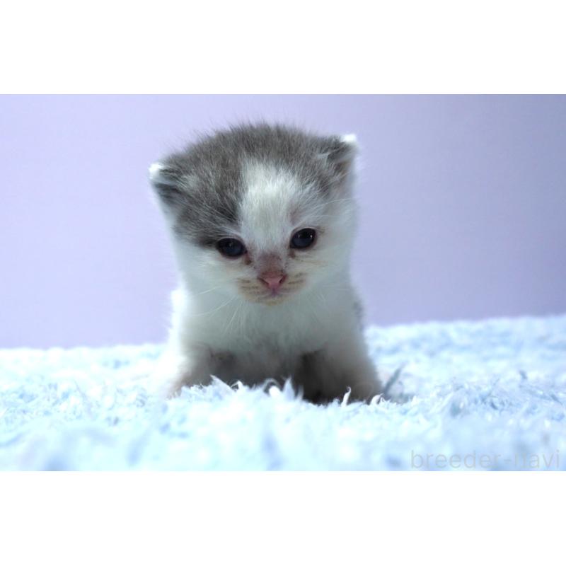 販売中の群馬県のミヌエット-139549の5枚目