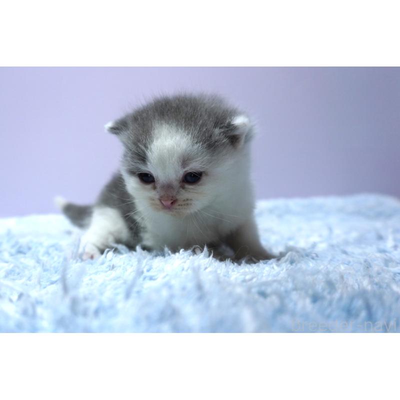 販売中の群馬県のミヌエット-139549の4枚目