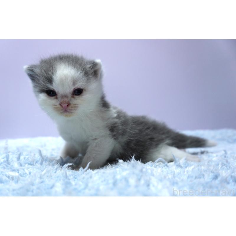 販売中の群馬県のミヌエット-139549の3枚目