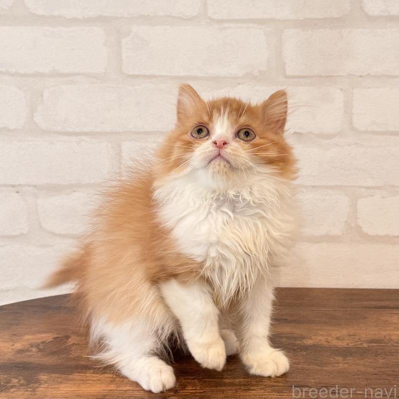 販売中の大阪府のマンチカン-139550の10枚目