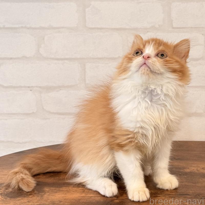 販売中の大阪府のマンチカン-139550の9枚目