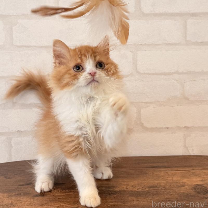 販売中の大阪府のマンチカン-139550の8枚目