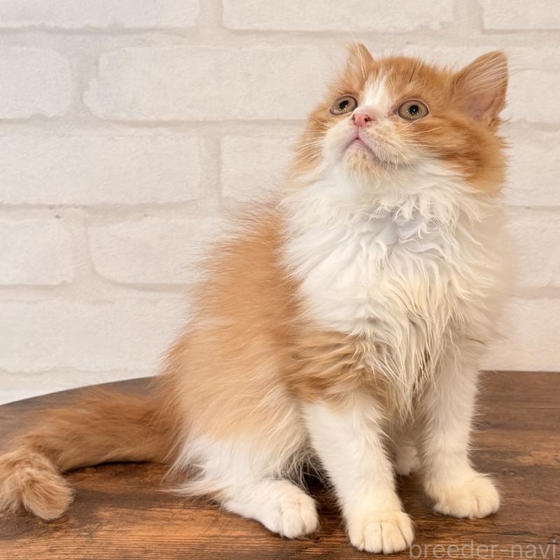 販売中の大阪府のマンチカン-139550の7枚目