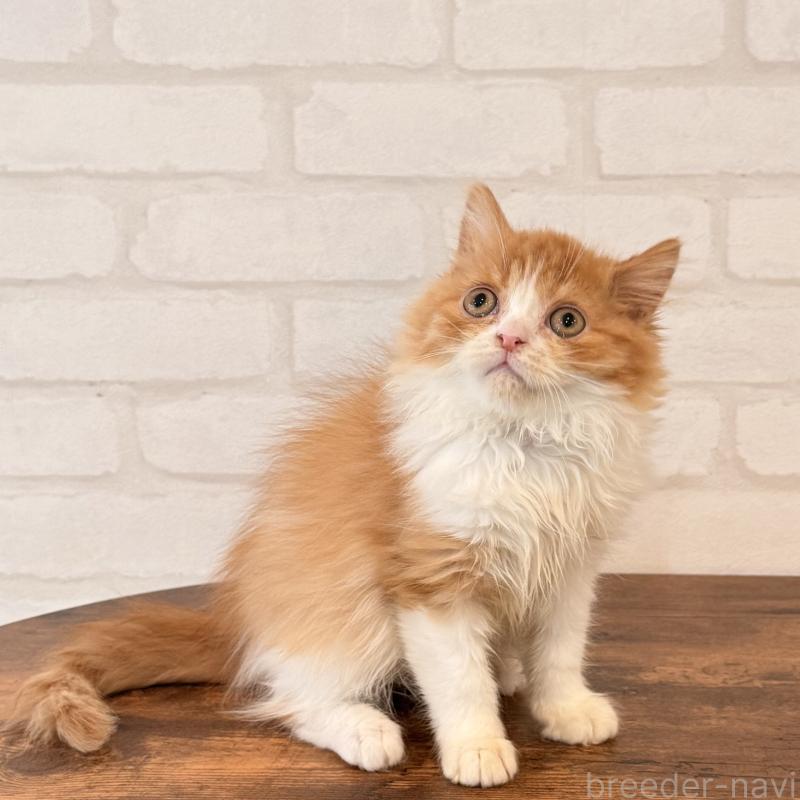 販売中の大阪府のマンチカン-139550の1枚目