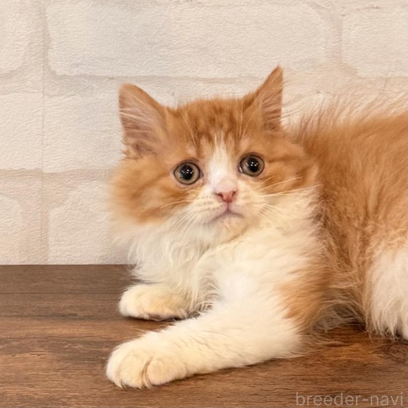 販売中の大阪府のマンチカン-139550の6枚目