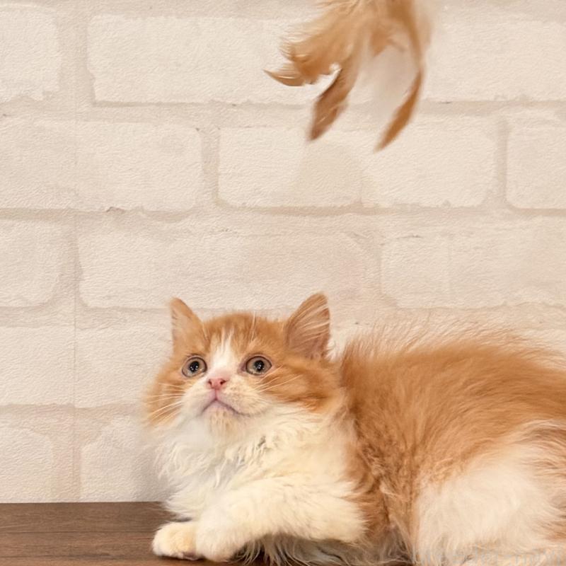 販売中の大阪府のマンチカン-139550の5枚目