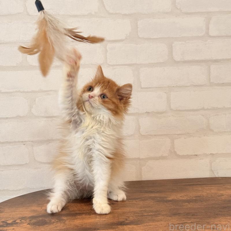 販売中の大阪府のマンチカン-139550の4枚目