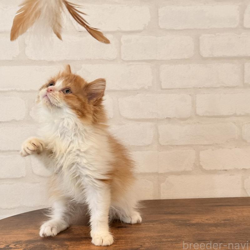 販売中の大阪府のマンチカン-139550の3枚目