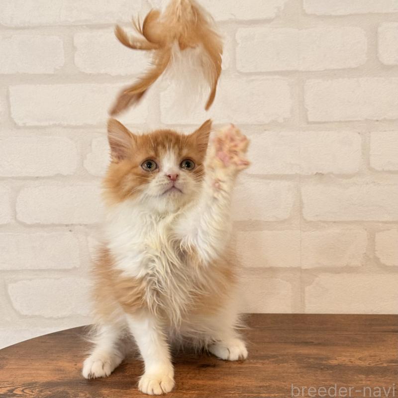 販売中の大阪府のマンチカン-139550の2枚目