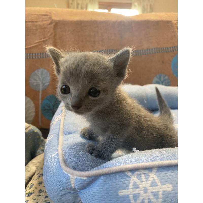 販売中の栃木県のロシアンブルー-139494の9枚目