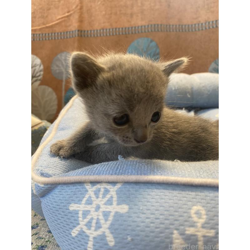 販売中の栃木県のロシアンブルー-139494の8枚目