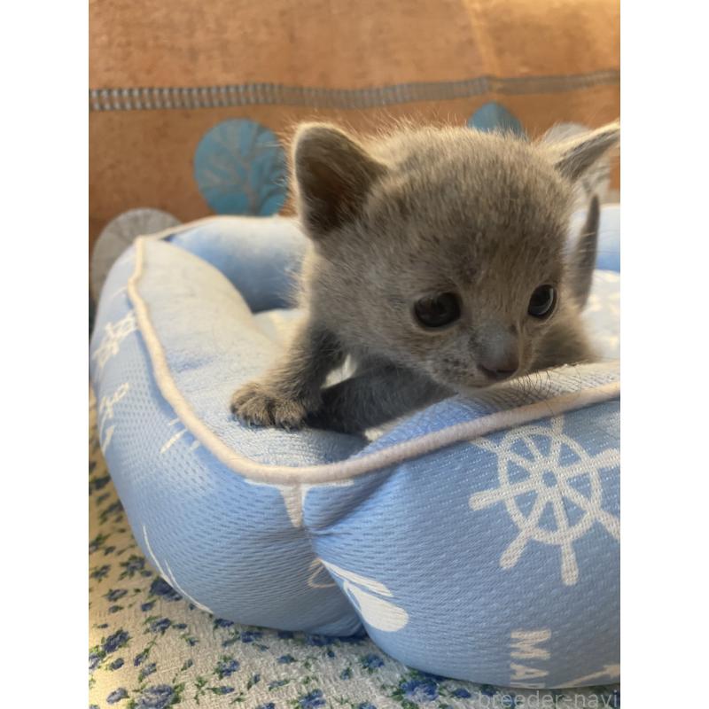 販売中の栃木県のロシアンブルー-139494の7枚目