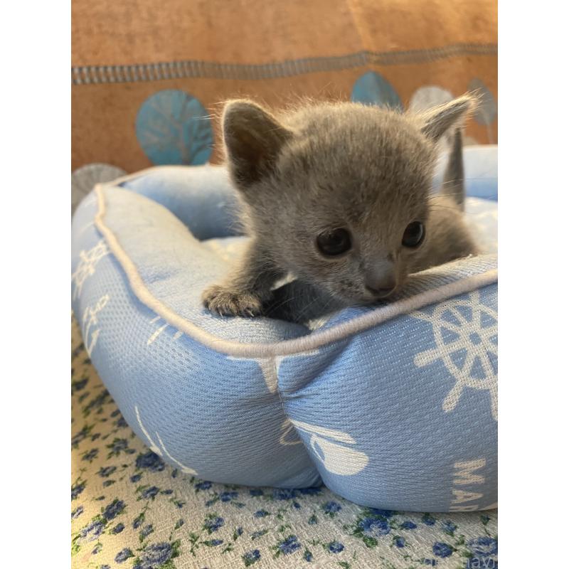 販売中の栃木県のロシアンブルー-139494の6枚目