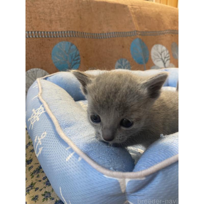 販売中の栃木県のロシアンブルー-139494の5枚目