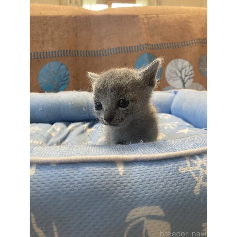 販売中の栃木県のロシアンブルー-139494の4枚目