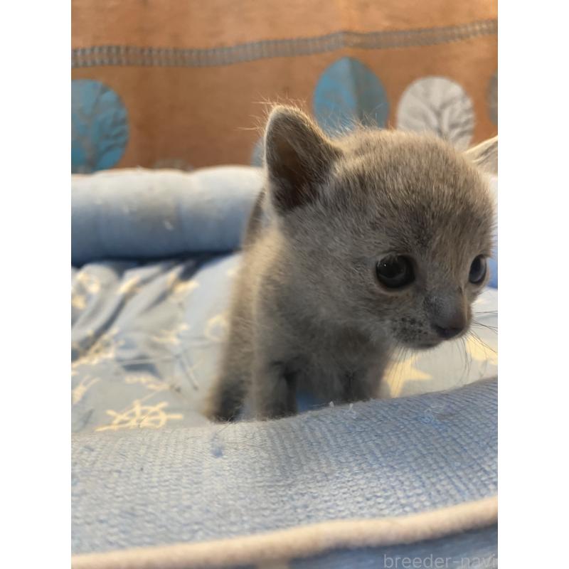 販売中の栃木県のロシアンブルー-139494の3枚目