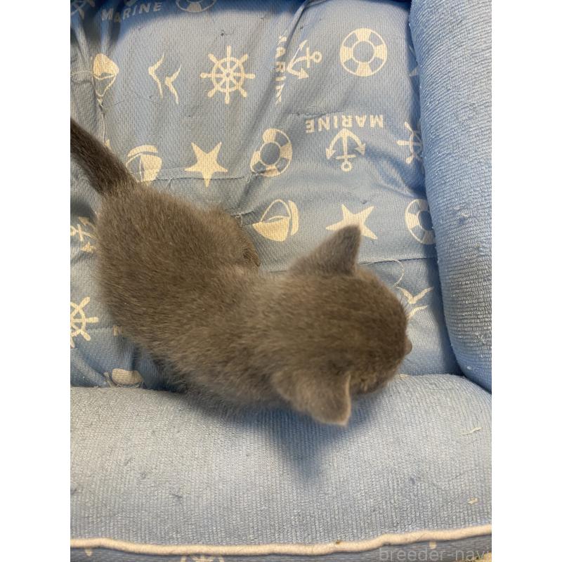 販売中の栃木県のロシアンブルー-139494の2枚目