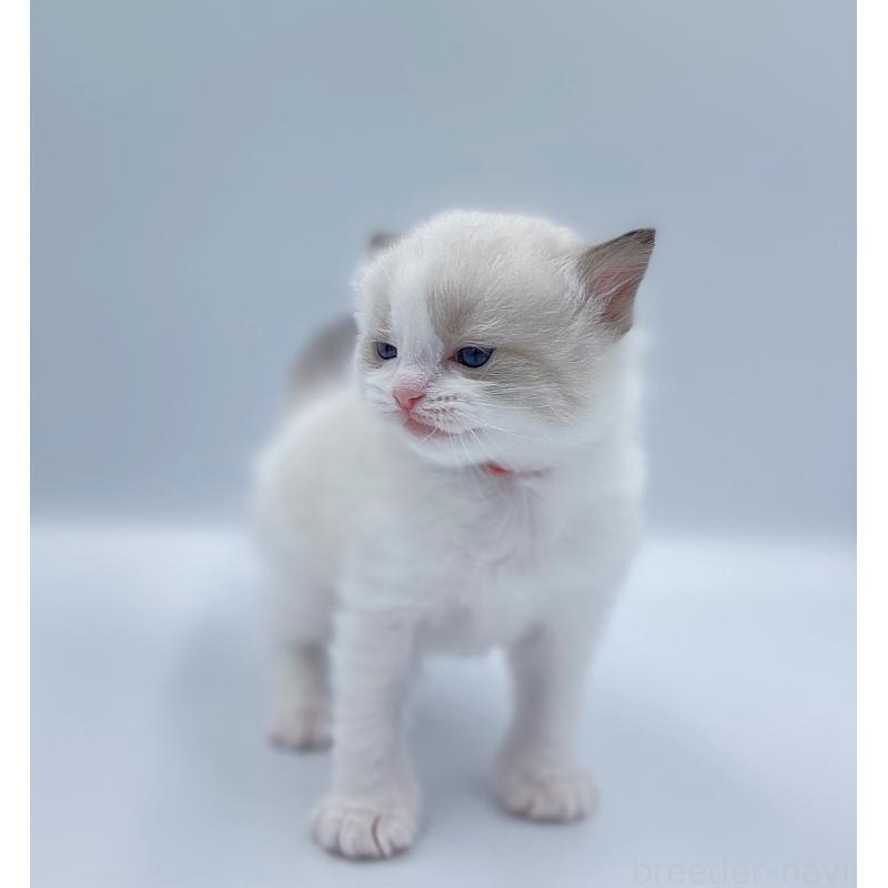 販売中の東京都のラグドール-139496の9枚目