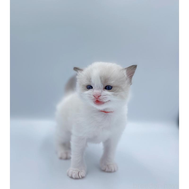 販売中の東京都のラグドール-139496の7枚目