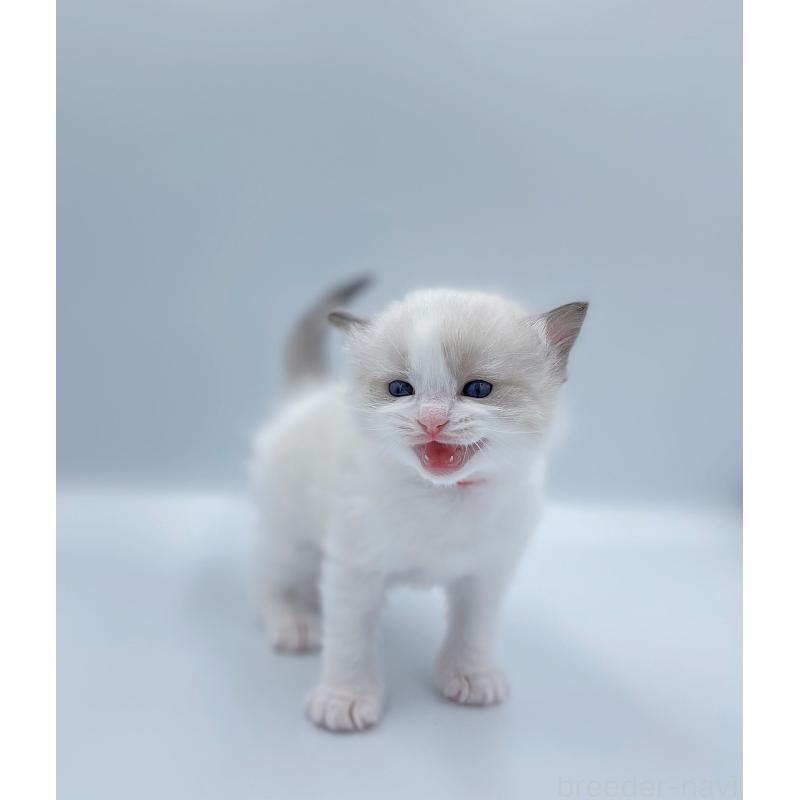 販売中の東京都のラグドール-139496の6枚目