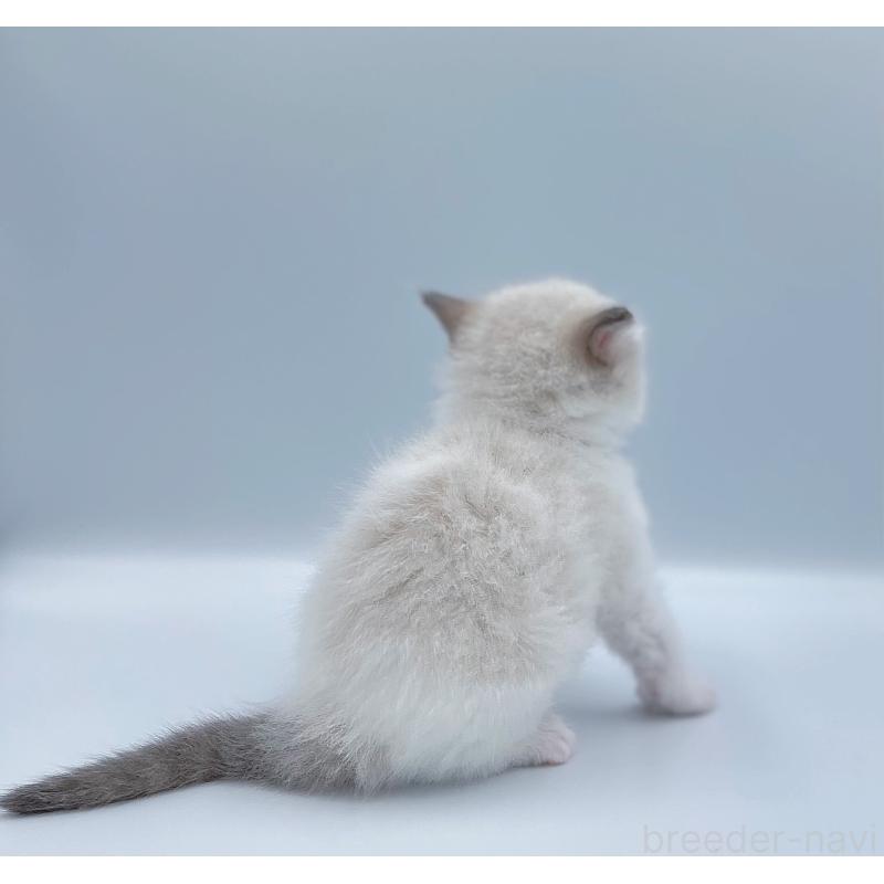 販売中の東京都のラグドール-139496の5枚目