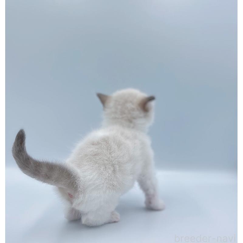 販売中の東京都のラグドール-139496の4枚目