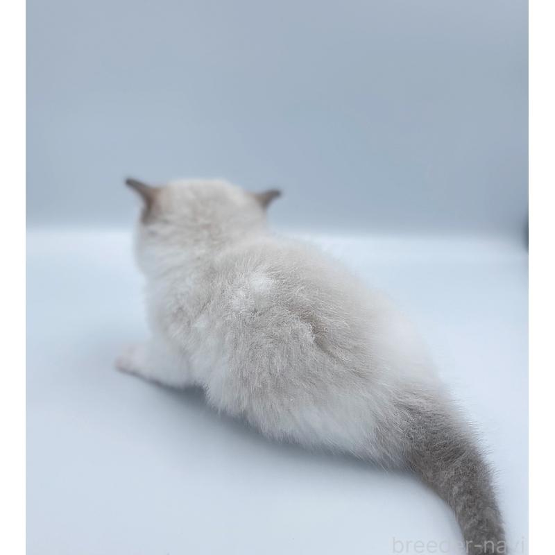 販売中の東京都のラグドール-139496の2枚目