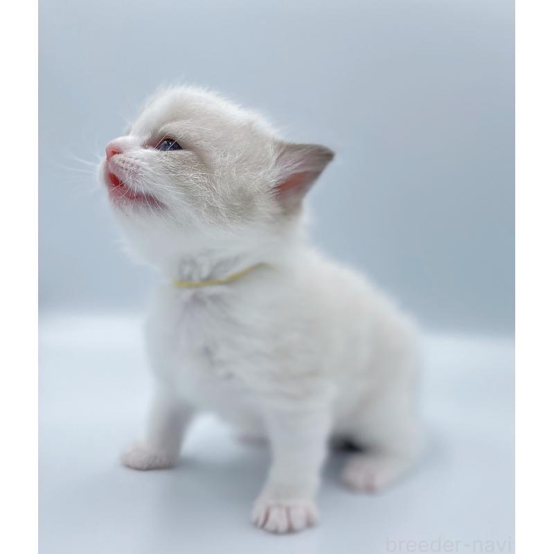 販売中の東京都のラグドール-139497の8枚目