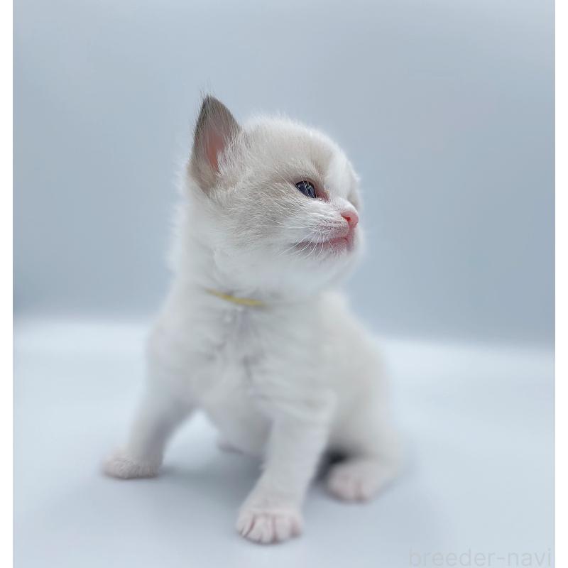 販売中の東京都のラグドール-139497の7枚目