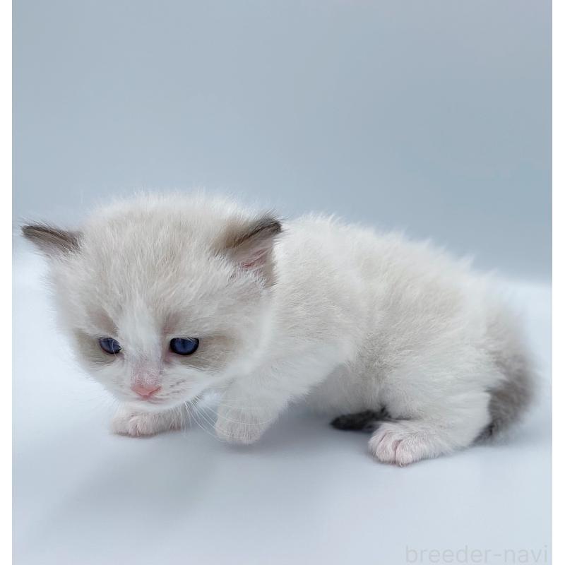 販売中の東京都のラグドール-139497の6枚目