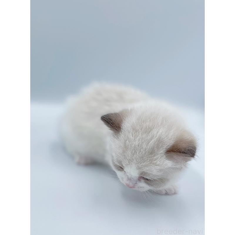 販売中の東京都のラグドール-139497の5枚目