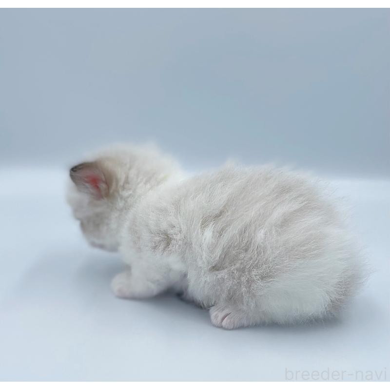 販売中の東京都のラグドール-139497の4枚目