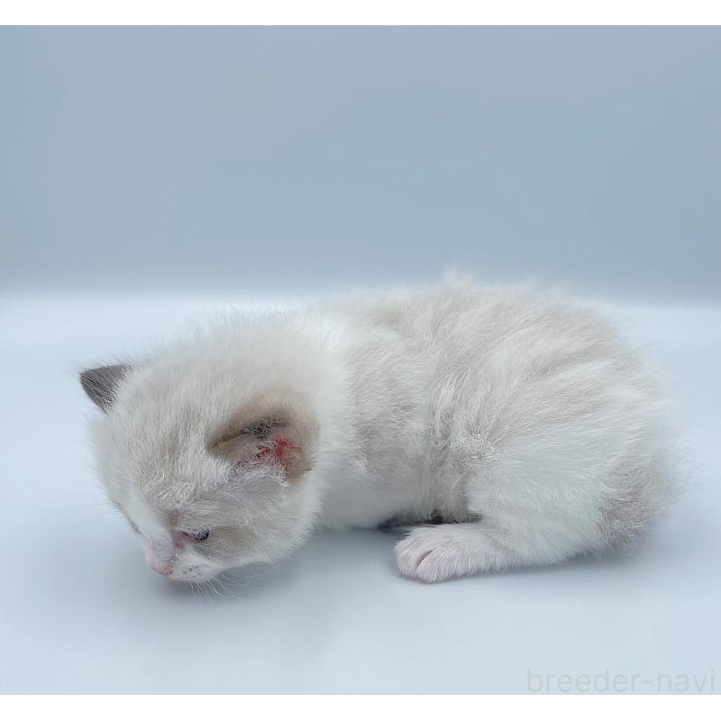 販売中の東京都のラグドール-139497の3枚目