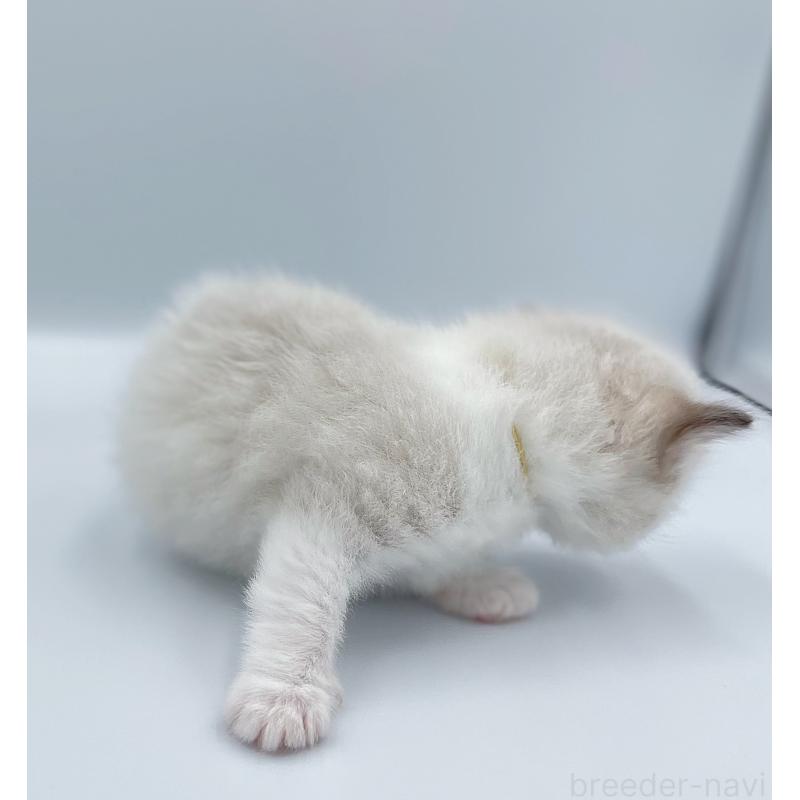 販売中の東京都のラグドール-139497の2枚目