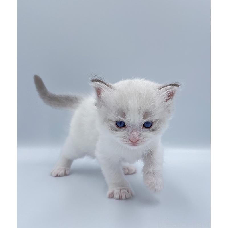 販売中の東京都のラグドール-139498の8枚目