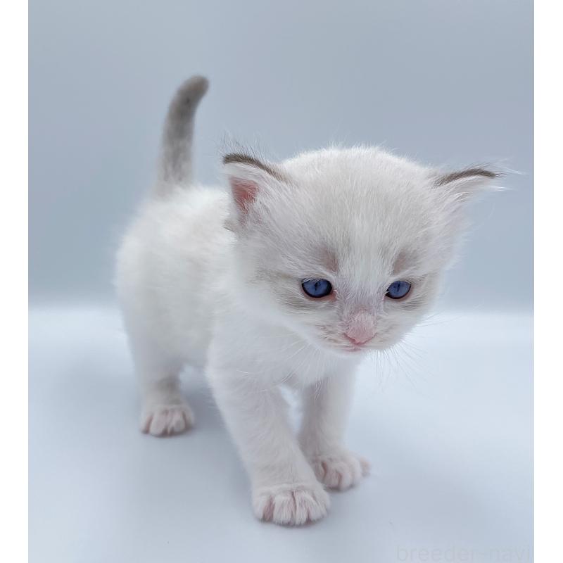 販売中の東京都のラグドール-139498の7枚目