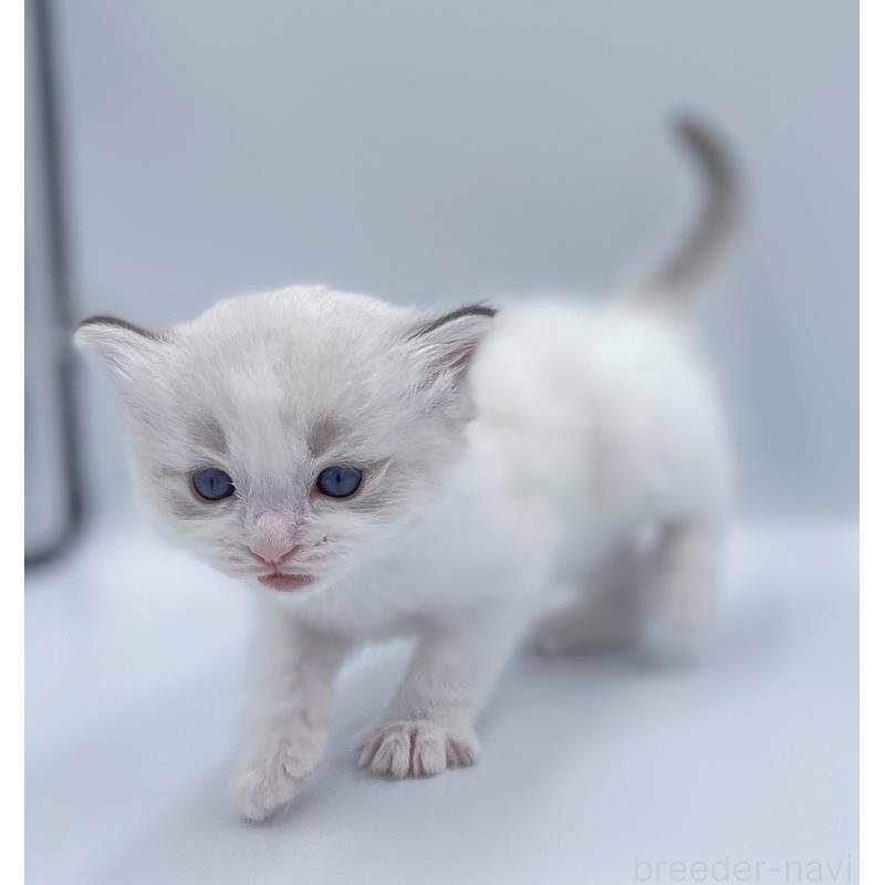 販売中の東京都のラグドール-139498の6枚目