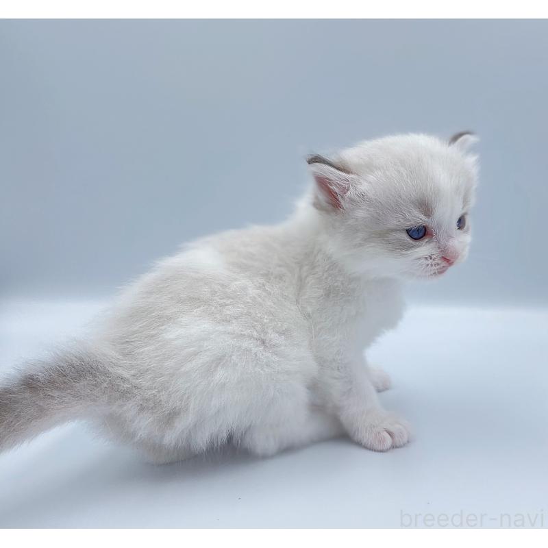 販売中の東京都のラグドール-139498の5枚目