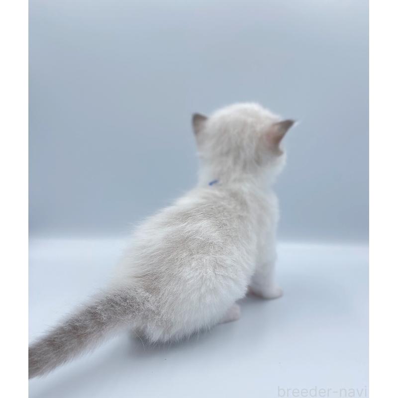 販売中の東京都のラグドール-139498の4枚目