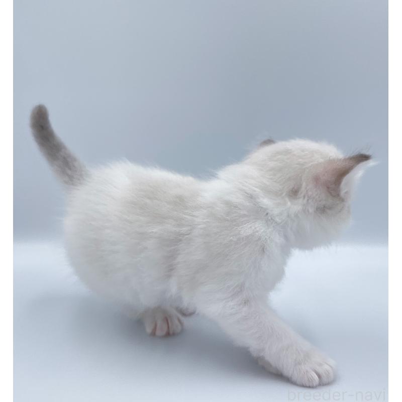 販売中の東京都のラグドール-139498の3枚目