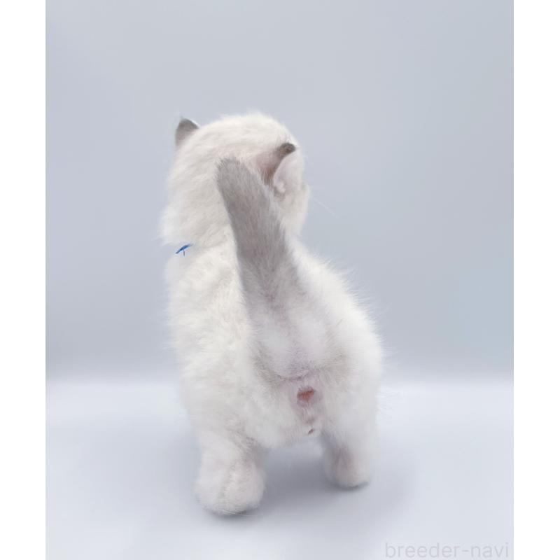 販売中の東京都のラグドール-139498の2枚目