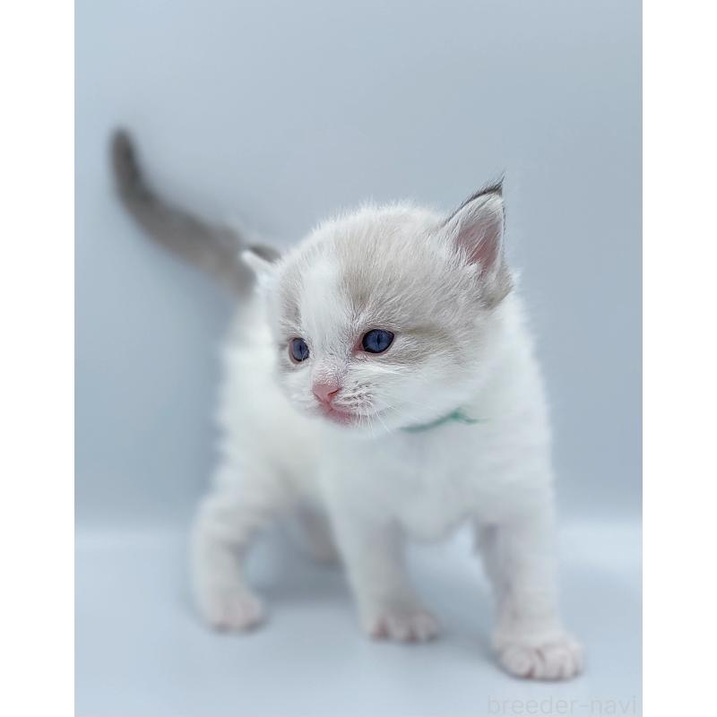 販売中の東京都のラグドール-139499の7枚目